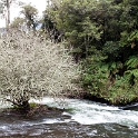 NZL BOP OkereFalls 2011SEPT15 016 : 2011, 2011 - Rugby World Cup, Bay Of Plenty, Date, Month, New Zealand, Oceania, Okere Falls, Places, September, Trips, Year